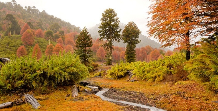 Parque Nacional Conguillí­o. Festival de Colores.