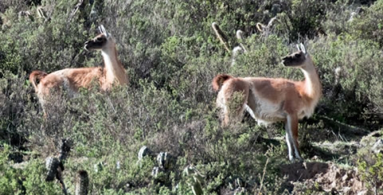 Guanacos