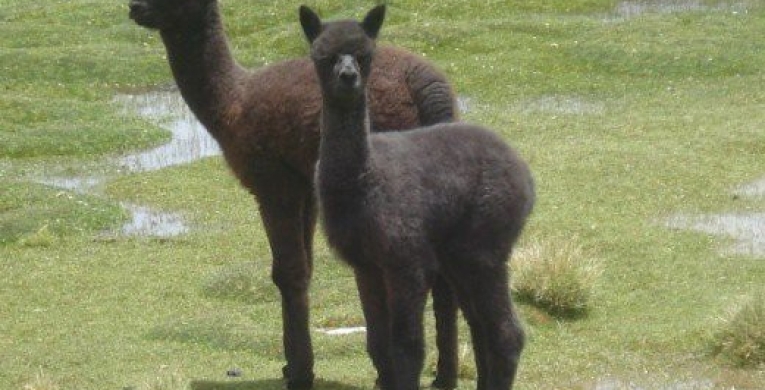 Alpaca