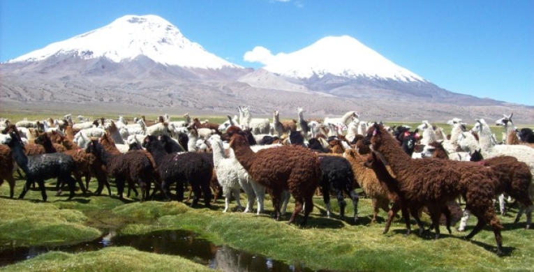 Bofedales de Caquena