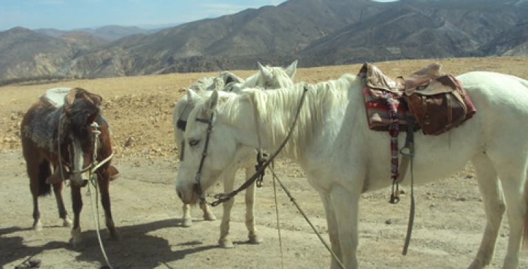 Cabalgatas en Putre