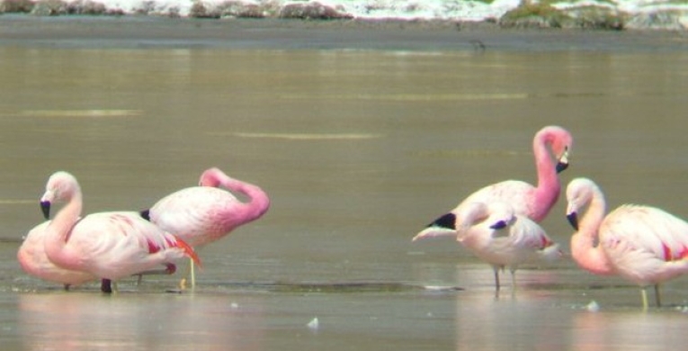 Flamencos