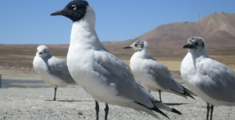 Gaviota Andina