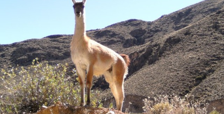 Guanaco