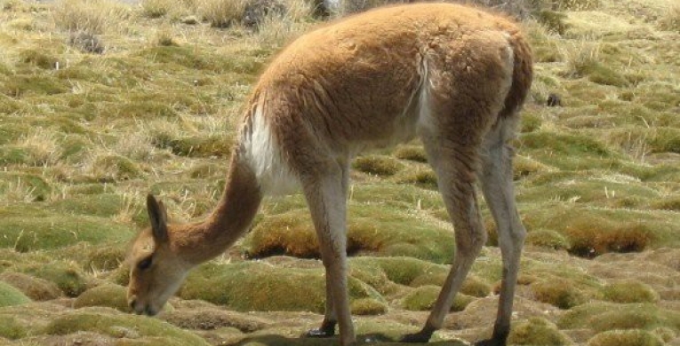 Vicuñas