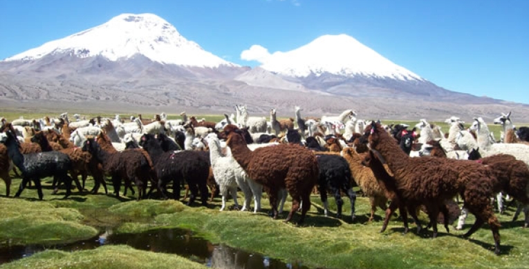 El Norte de Chile un Desierto Natural