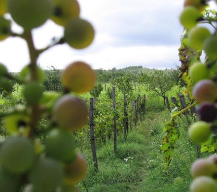 Vinos y Viñedos: Una tradición más que Centenaria