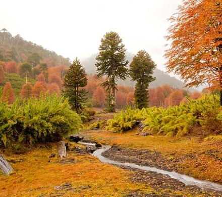 Parque Nacional Conguillí­o. Festival de Colores.