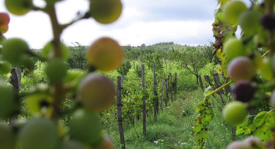 Vinos y Viñedos: Una tradición más que Centenaria