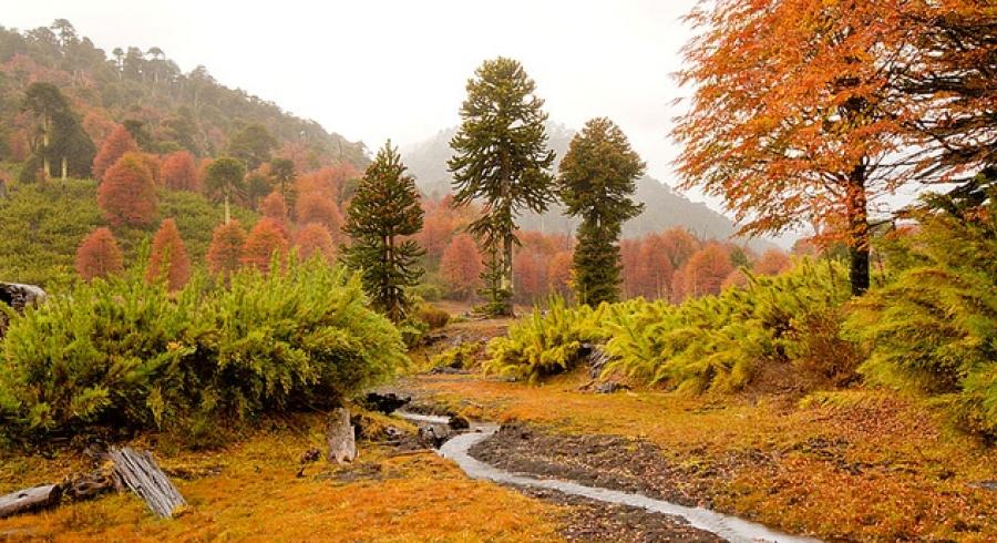 Parque Nacional Conguillí­o. Festival de Colores.