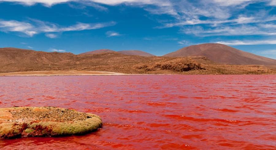 La Lagune Rouge du Chili. Un Paysage saisissant.