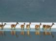 Reise nach Putre - Nationalreservat Las Vicuñas - Salzsee Surire - Putre (1 Tag)