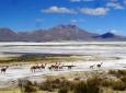 Reise nach Iquique - Colchane - Salzsee Surire - Nationalpark Lauca - See Chungará - Arica (4 Tage/ 3 Nächte)