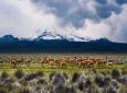 Viaje al Parque Nacional Lauca Chile - Parque Sajama Bolivia (4 días/3 noches)