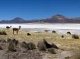 Journey to Putre - Vicuña National Reserve - Salt Lake Surire - Colchane - Iquique (2 days/ 1 night)