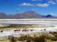 Journey to Iquique - Colchane - Salt Lake Surire - National Park Lauca - Lake Chungara - Arica (4 days/ 3 nights)