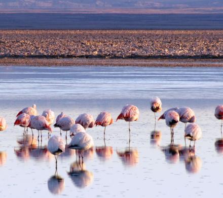 Journey to Arica - Putre - Lake Chungara - National Park Lauca - Salt Lake Surire - Arica (3 days/ 2 nights)