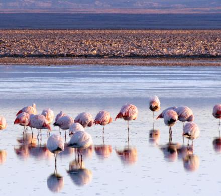 Voyage à  Arica - Putre - Salar de Surire - Lac Chungara - Parc National Lauca - Arica (3jours/2 nuits)