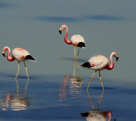 Viaje a Atacama, Lagunas Altiplánicas - Salar de Atacama - Arqueológico (4 dí­as/3 noches)