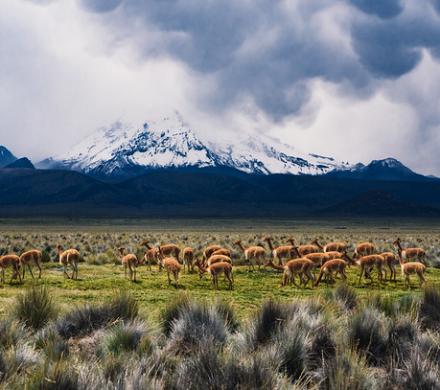 Voyage au Parc National Lauca, Chili - Parc Sajama, Bolivie (4 jours/3 nuits)