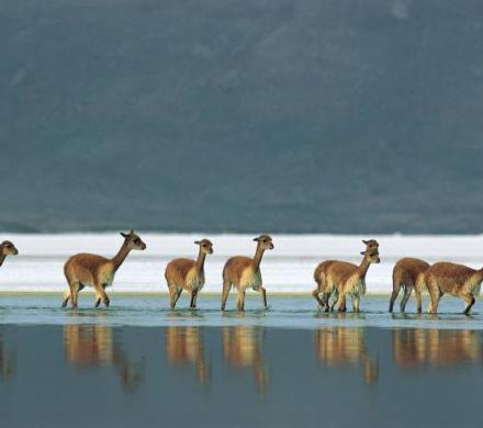 Reise nach Putre - Nationalreservat Las Vicuñas - Salzsee Surire - Putre (1 Tag)