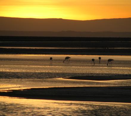 Journey and Excursion to San Pedro de Atacama, Moon Valley - Highland Lagoons - Geyser (5 days/ 4 nights)