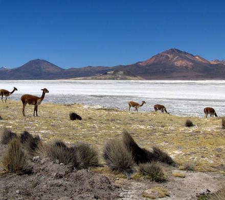 Journey to Putre - Vicuña National Reserve - Salt Lake Surire - Colchane - Iquique (2 days/ 1 night)