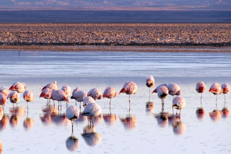 Journey to Arica - Putre - Lake Chungara - National Park Lauca - Salt Lake Surire - Arica (3 days/ 2 nights)