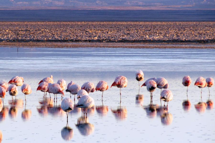 Voyage à  Arica - Putre - Salar de Surire - Lac Chungara - Parc National Lauca - Arica (3jours/2 nuits)