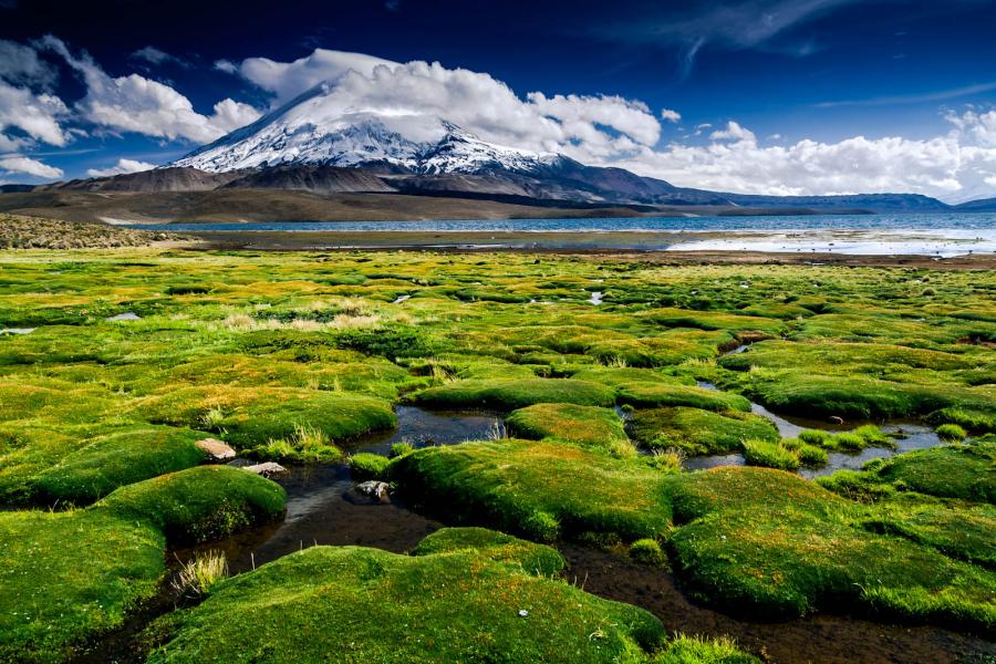 Journey and Tour Full Day, Arica - National Park Lauca - Arica