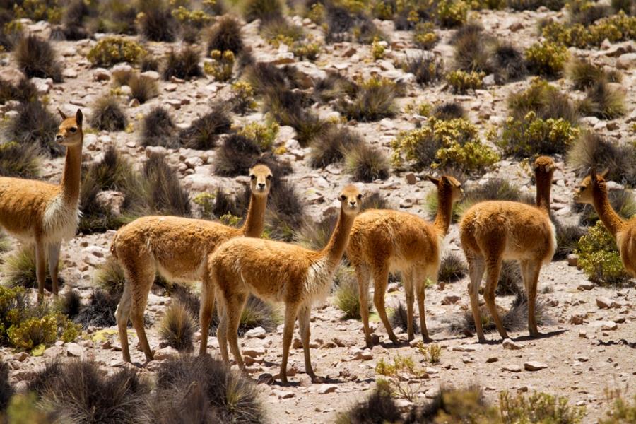 Reise und Tour im Norden von Chile und dem chilenischen Altiplano (8 Tage / 7 Nächte)