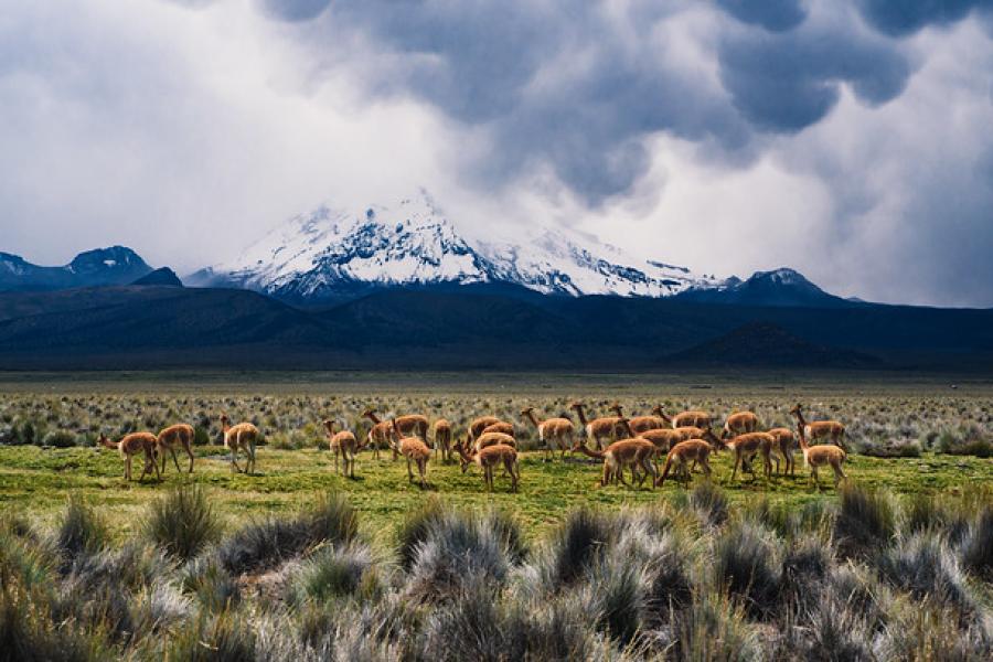 Voyage au Parc National Lauca, Chili - Parc Sajama, Bolivie (4 jours/3 nuits)