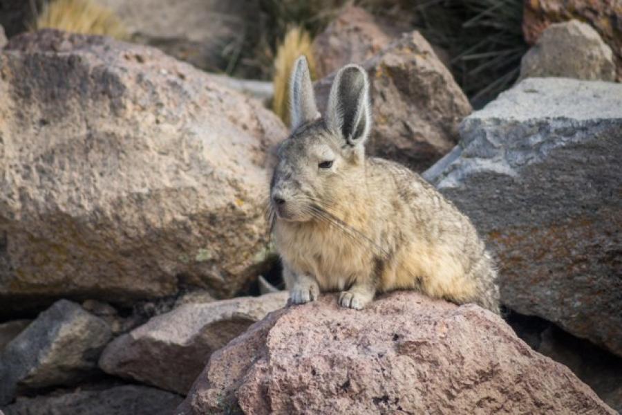 Reise nach Bolivien und Chile: Nationalpark Lauca - Surire - San Pedro de Atacama - Salzsee Uyuni (13 Tage/ 12 Nächte)