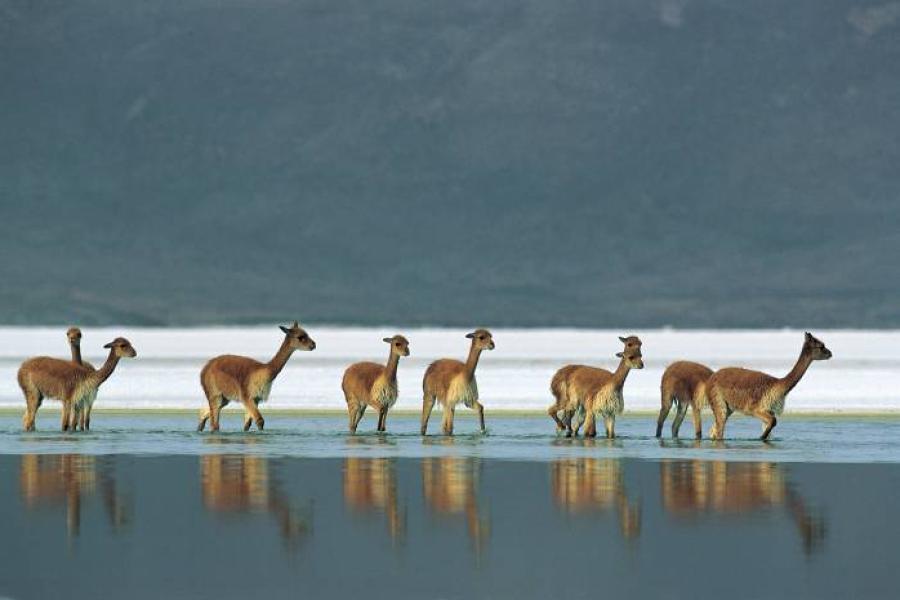 Reise nach Putre - Nationalreservat Las Vicuñas - Salzsee Surire - Putre (1 Tag)