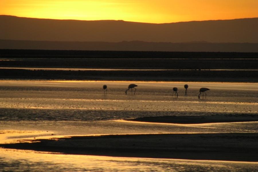 Journey and Excursion to San Pedro de Atacama, Moon Valley - Highland Lagoons - Geyser (5 days/ 4 nights)