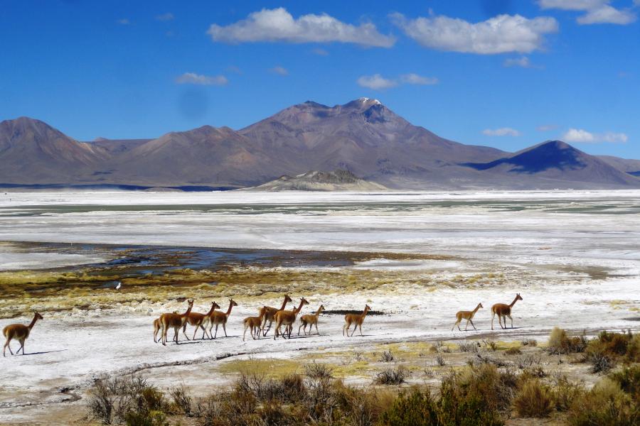 Reise nach Iquique - Colchane - Salzsee Surire - Nationalpark Lauca - See Chungará - Arica (4 Tage/ 3 Nächte)