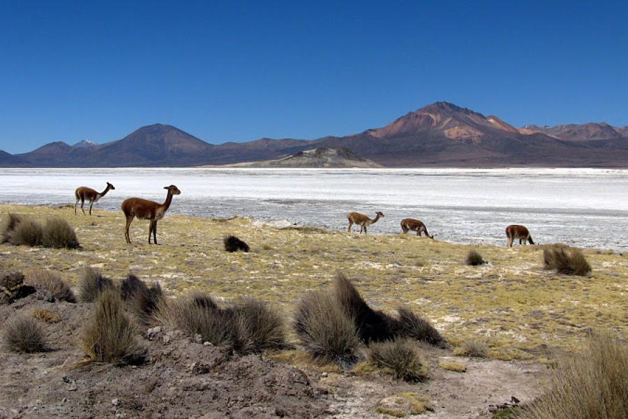 Journey to Putre - Vicuña National Reserve - Salt Lake Surire - Colchane - Iquique (2 days/ 1 night)