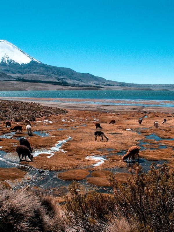 Reisen und Touristenprogramme in Arica und dem chilenischen Altiplano