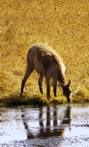 Journey and Tour Atacama, Cejar Lagoon - Highland Lagoons Miscanti and Miñiques - Tatio Geyser (4 days/ 3 nights)