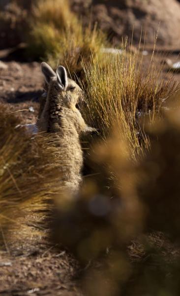 Tourism in the Atacama, Archaeological Tour, Moon Valley, Cejar Lagoon, Highland Lagoons, Tatio Geyser (6 days/ 5 nights)