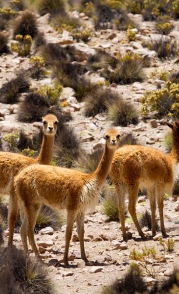 Journey to Arica - Putre - Lake Chungara - National Park Lauca - Salt Lake Surire - Arica (3 days/ 2 nights)