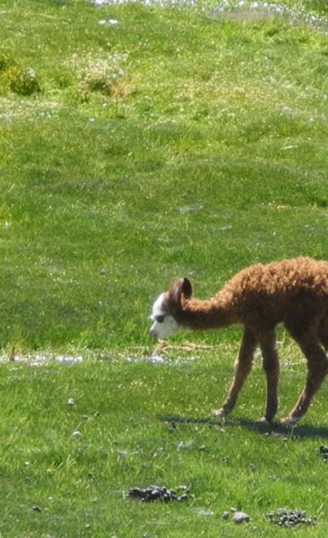 Putre - National Park Lauca - Lake Chungara - Putre (1 day)