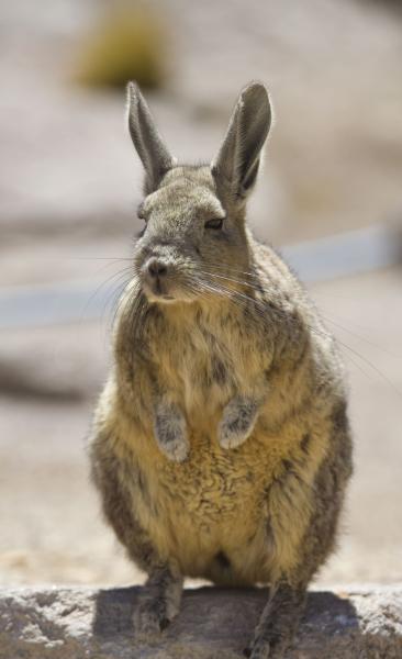 Viaje a Putre - Reserva las Vicuñas - Salar de Surire - Colchane - Iquique. (2 días/1 noche)