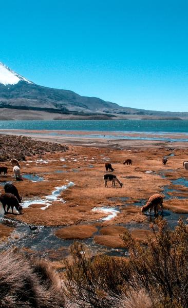 Journey and Adventure in the North of Chile (7 days/ 6 nights)