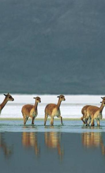 Viaje a Putre - Reserva Nacional las Vicuñas - Salar de Surire - Putre. (1 día)