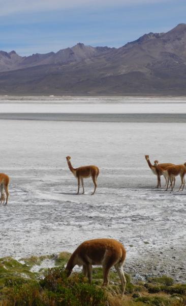 Putre - Reserve Nationale Las Vicuñas - Salar de Surire - Putre (1 Jour)