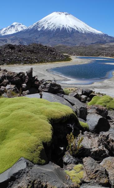 Viaje y tour Full day,  Arica - Parque Nacional Lauca - Arica.