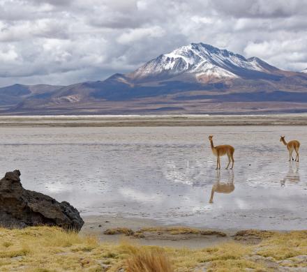 Journey to Iquique - Colchane - Salt Lake Surire - National Park Lauca - Lake Chungara - Arica (4 days/ 3 nights)