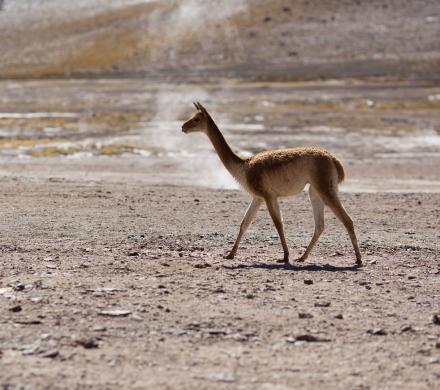 Tourism in the Atacama, Archaeological Tour, Moon Valley, Cejar Lagoon, Highland Lagoons, Tatio Geyser (6 days/ 5 nights)