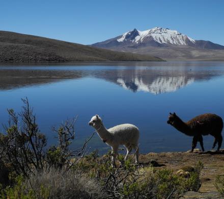 Viaje y tour Full day,  Arica - Parque Nacional Lauca - Arica.